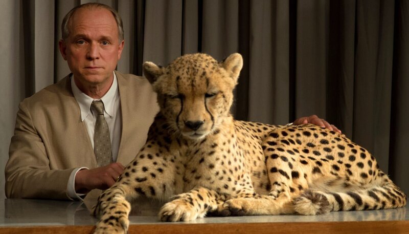 Keine Angst vor wilden Tieren: Bernhard Grzimek (Ulrich Tukur) präsentiert in seiner Sendung eine exotische Wildkatze. – Bild: ARD Degeto/​UFA Fiction/​Roland Suso Richter