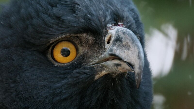 Andenadler +++ – Bild: RTL /​ © Terra Incognita Docs