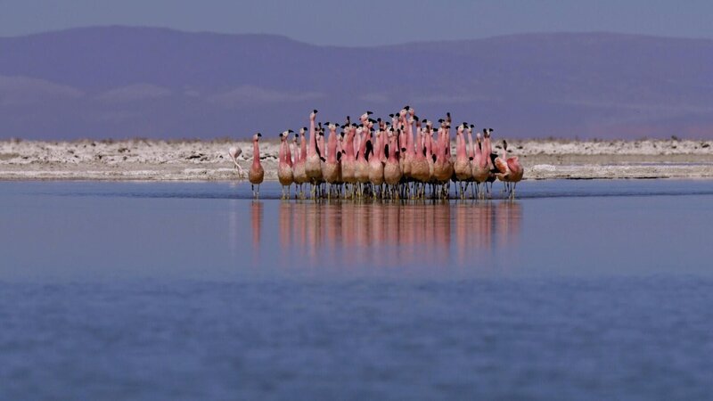 Flamingos +++ – Bild: RTL /​ © Terra Incognita Docs /​ Die Atacama-Wüste