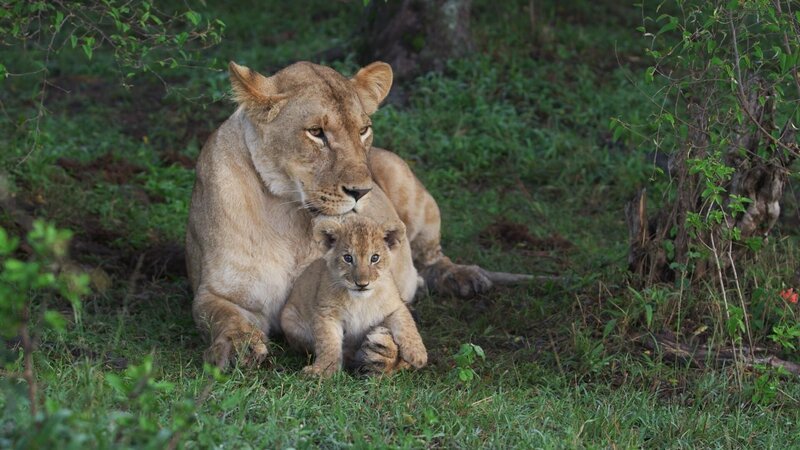 Eine Löwin und ihr Junges – Bild: RTL / Into the Wild Productions Eine Löwin und ihr Junges – Bild: RTL / Into the Wild Productions