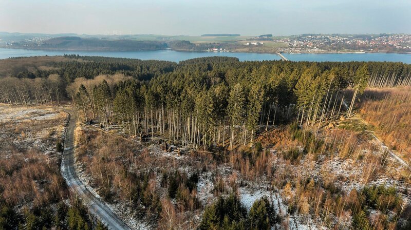 Der Arnsberger Wald reicht bis an das Ufer des Möhnesees. Wald und Wasser treffen hier aufeinander. – Bild: WDR/​Fulvio Zanettini
