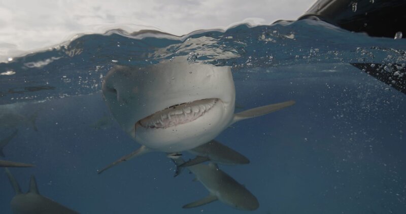 Ein Schwarzspitzen-Karibik-Riffhai zeigt seine Zähne bei einem Tauchgang in die tiefen Gewässer des Bermuda-Dreiecks. – Bild: 2024 Warner Bros. Discovery, Inc. or its subsidiaries and affiliates. All rights reserved.