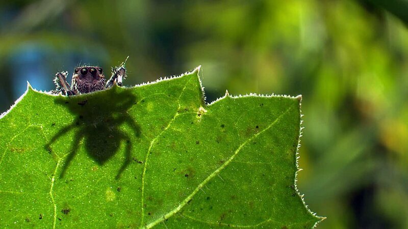 Spider – Bild: Discovery Communications, Inc.