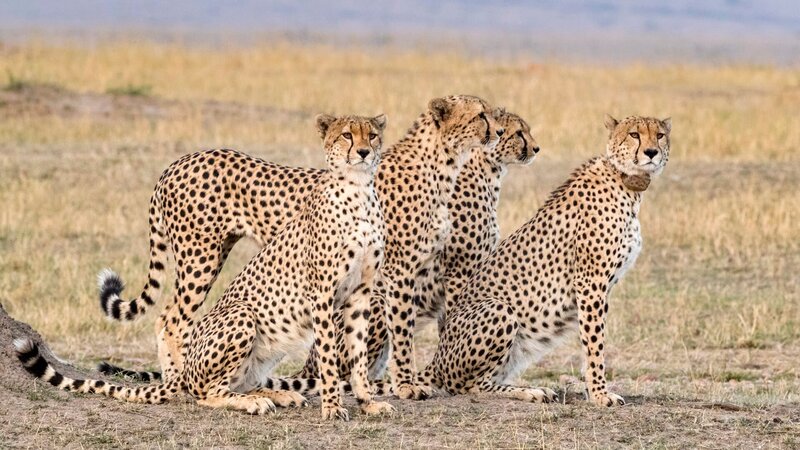 Cheetah. – Bild: DSPL