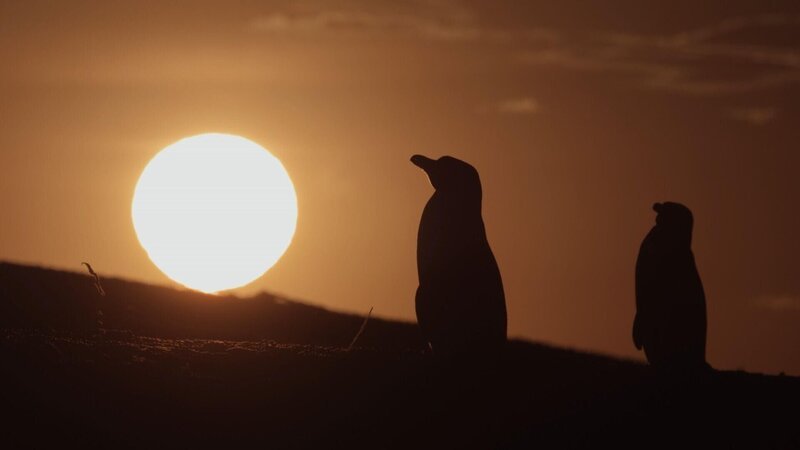 Pinguine +++ – Bild: Geo Television /​ © MMXII Off The Fence