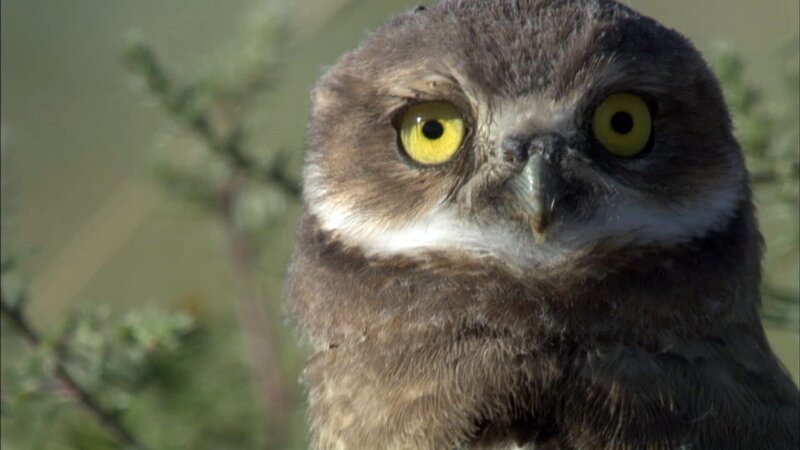 Owl – Bild: Animal Planet /​ Discovery Communications
