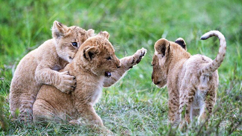 Marsh Pride cubs playing – Bild: Animal Planet