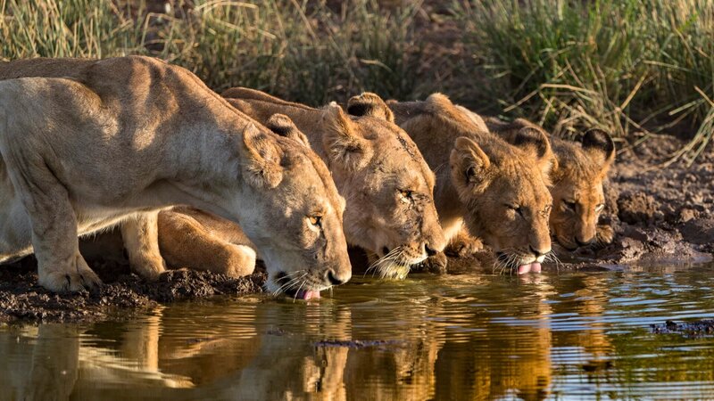 The lioness drinks water. – Bild: DSPL
