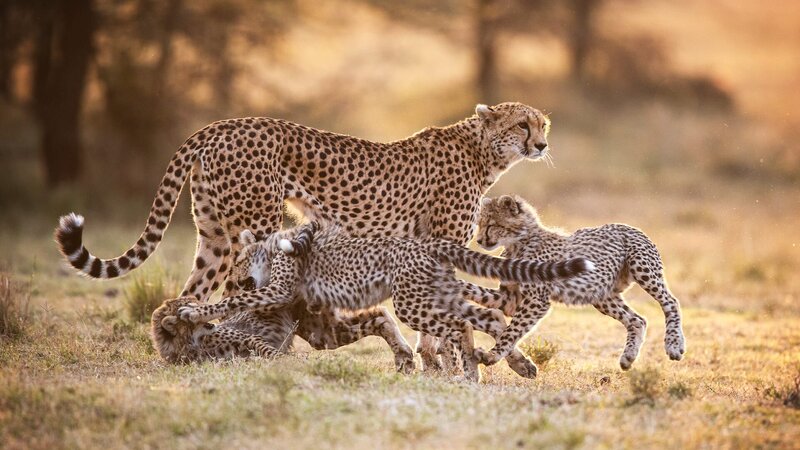 Honey and three cubs playing. – Bild: Animal Planet