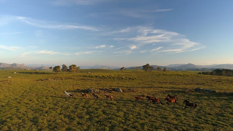 Garano Wildpferde im Norden. – Bild: ORF/​SKYLAND Productions/​Proell Film