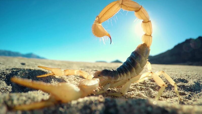 – Bild: Curiosity Channel – Bild: Curiosity Channel