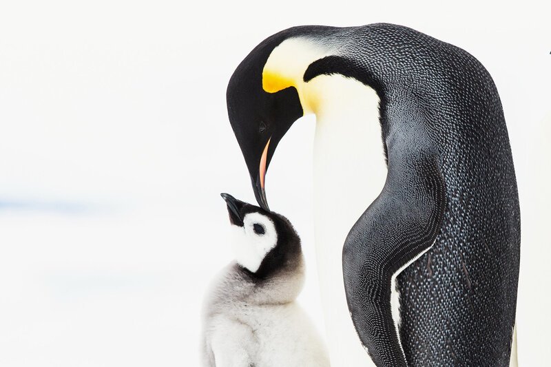 SRF DOK Pinguine – Eine faszinierende Familie Kaiserpinguinküken müssen einige der kältesten Bedingungen der Erde überleben. – Bild: SRF/​BBC/​Shutterstock/​Samantha Crimmin