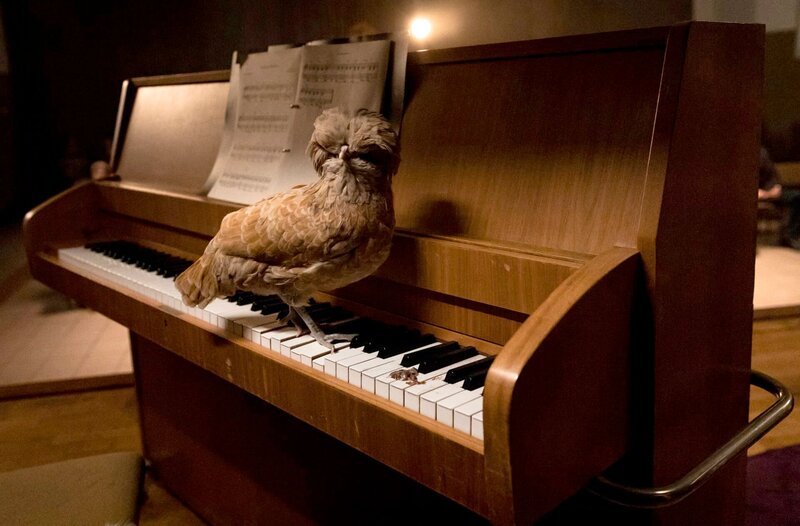 Huhn Miku auf dem Klavier der Freikirche Lemheim. – Bild: MDR/Ricardo Vaz Palma Huhn Miku auf dem Klavier der Freikirche Lemheim. – Bild: MDR/Ricardo Vaz Palma