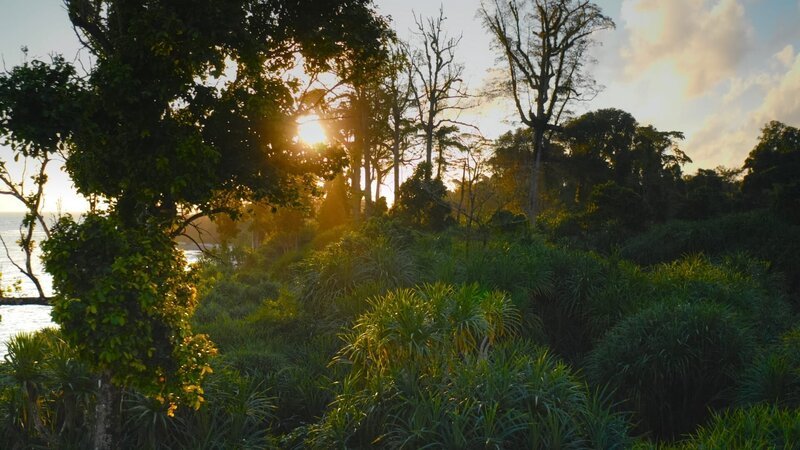  Küstenwald, Nikobaren (Indien). – Bild: ORF/​pre tv/​Varun Alagar Surendran