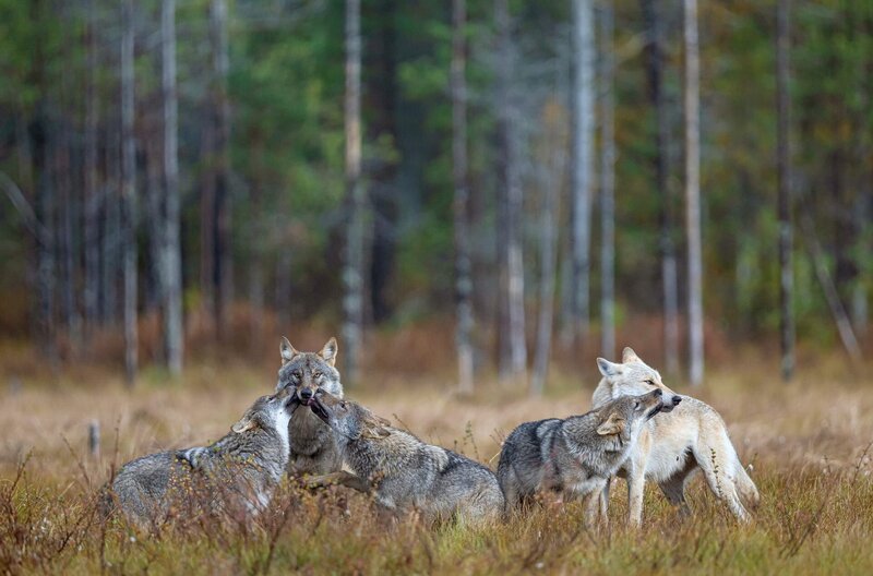 Ein Jahr unter Wölfen – Bild: Olivier Larrey
