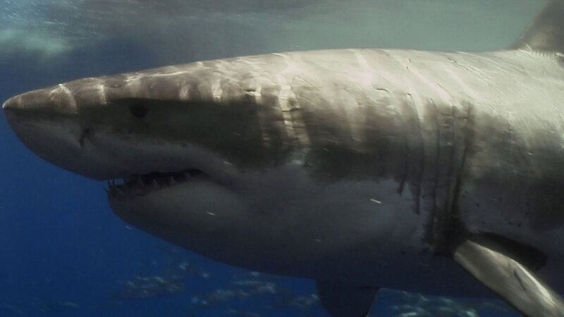 Hai – Bild: THE HISTORY CHANNEL /​ HOFF PRODUCTIONS
