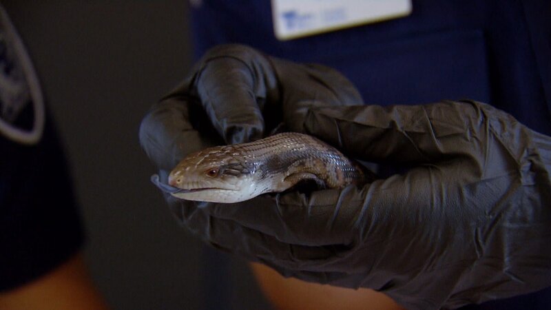 Bild: Seven Network (Operations) Limited