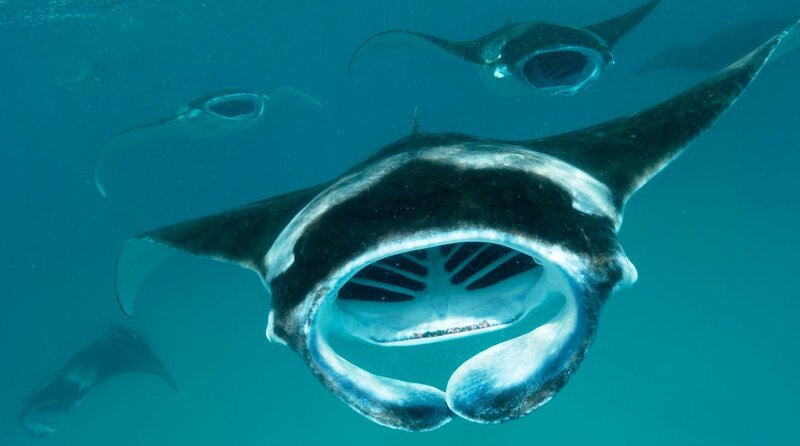 Mantarochen. – Bild: WDR/​Plimsoll Productions /​ WDR Kommunikation/​Redaktion Bild