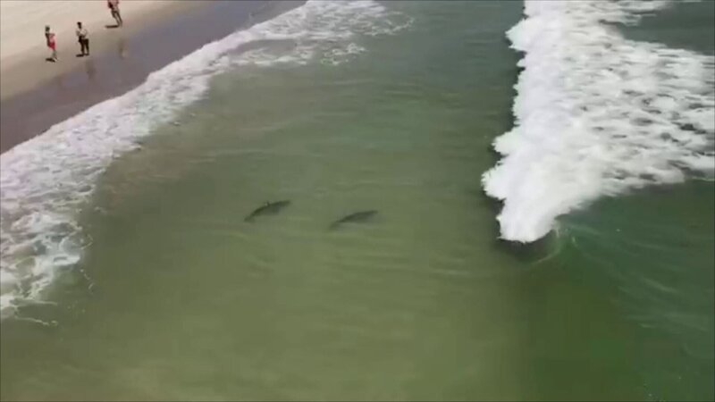 Mehrere Haie schwimmen sehr nah am Strand mit Touristen – Bild: THE HISTORY CHANNEL