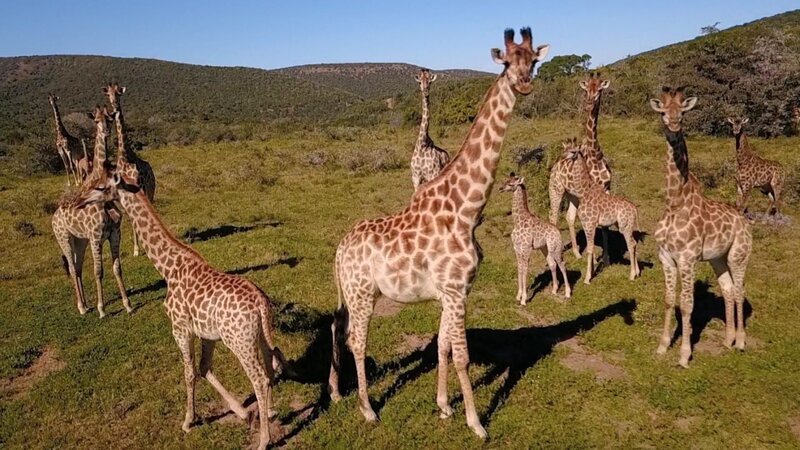 The northern giraffes – Bild: 2020_CuriosityStream-Inc.