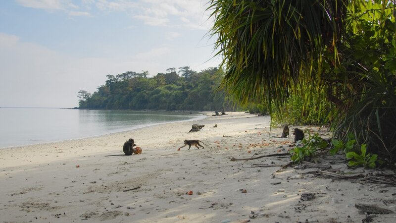 Strand mit Pandanus Früchten, Nikobaren (Indien). – Bild: ORF/pre tv/Varun Alagar Surendran Strand mit Pandanus Früchten, Nikobaren (Indien). – Bild: ORF/pre tv/Varun Alagar Surendran