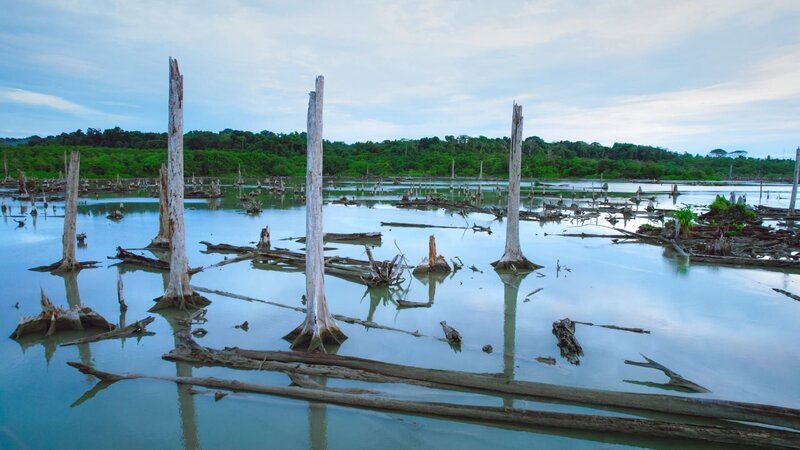  Der tote Wald, Nikobaren (Indien). – Bild: ORF/​pre tv/​Varun Alagar Surendran