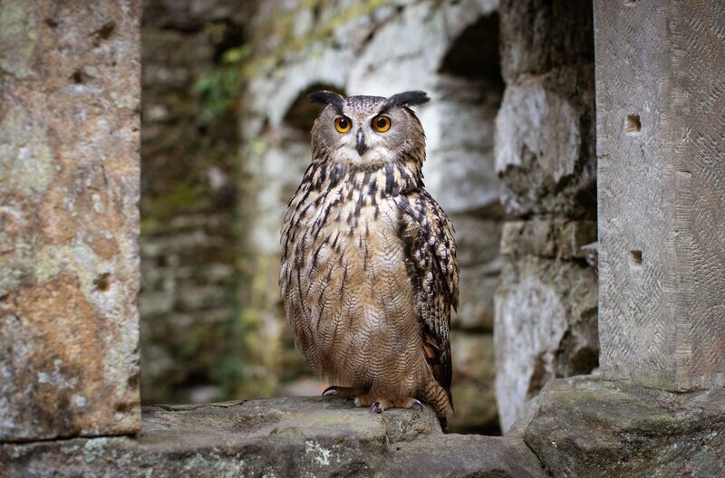 Wildtiere wie der Uhu bewohnen heute Ruinen die in den Wäldern der Böhmischen Schweiz versteckt liegen. – Bild: NDR/Science Vision Wildtiere wie der Uhu bewohnen heute Ruinen die in den Wäldern der Böhmischen Schweiz versteckt liegen. – Bild: NDR/Science Vision