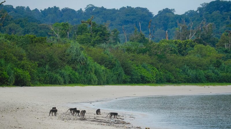 Nikobaren-Langschwanzmakake (Macaca fascicularis umbrosa), Nikobaren (Indien). – Bild: ORF/​pre tv/​Varun Alagar Surendran