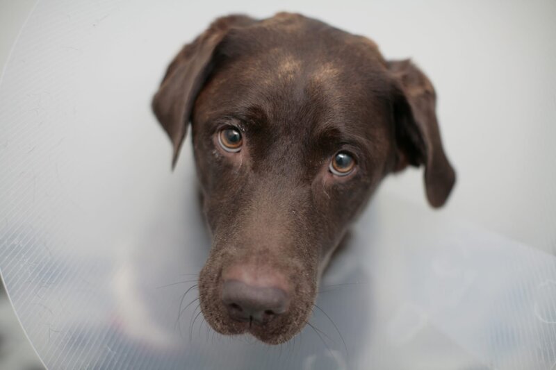 The Supervet – S16, EP5 Inca The Chocolate Labrador – Bild: Blast! Films 2021 Lizenzbild frei