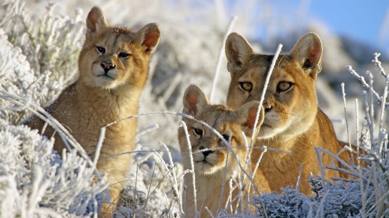 Eine Puma-Mutter und Ihre Jungen in der Nähe, in den patagonischen Anden, Nationalpark Torres del Paine – Bild: phoenix/​ZDF/​BBC
