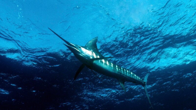 Der Marlin ist der schnellste Fisch der Meere – er erreicht bis zu 110 km/​h. – Bild: NDR/​doclights GmbH/​Rick Rosenthal