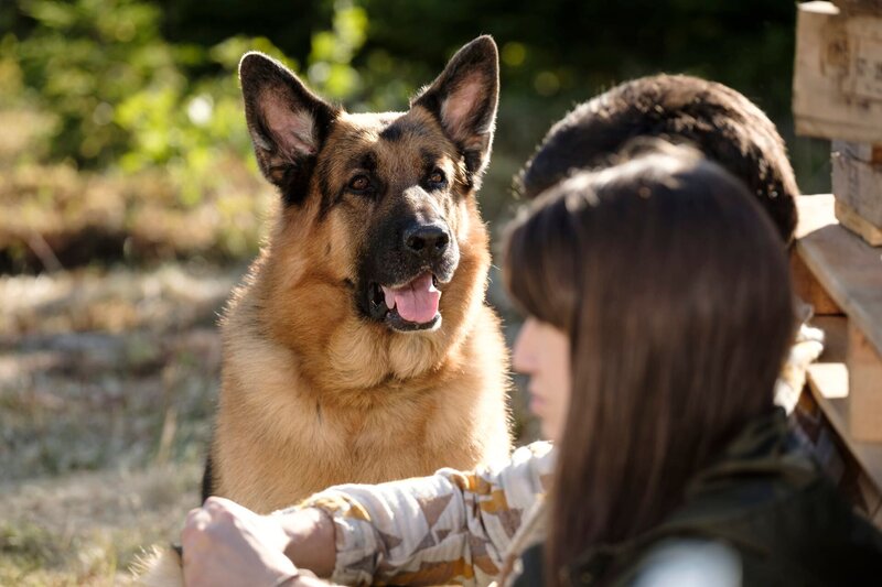 Rex (DIESEL VOM BURGIMWALD) – Bild: Photo Credit: Derm Carberry /​ Derm Carberry /​ Shaftesbury