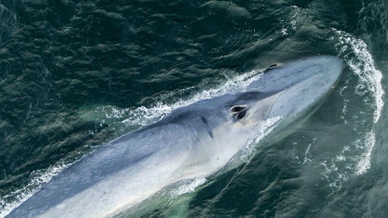 Der nährstoffreiche Humboldtstrom trägt zu einer unglaublichen Flora und Fauna bei, ob im Ozean oder zu Land. – Bild: ZDF und Casey Anderson, Prospect TV & Vision Hawk Film