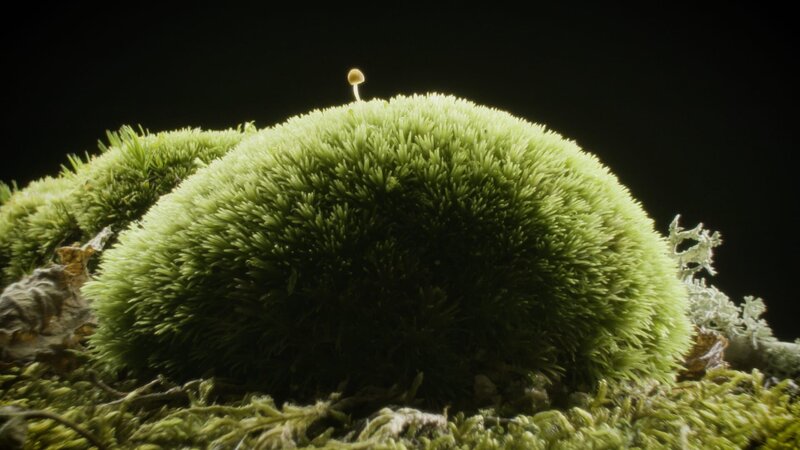 Moose, unscheinbare Helden – Bild: Zadig Productions