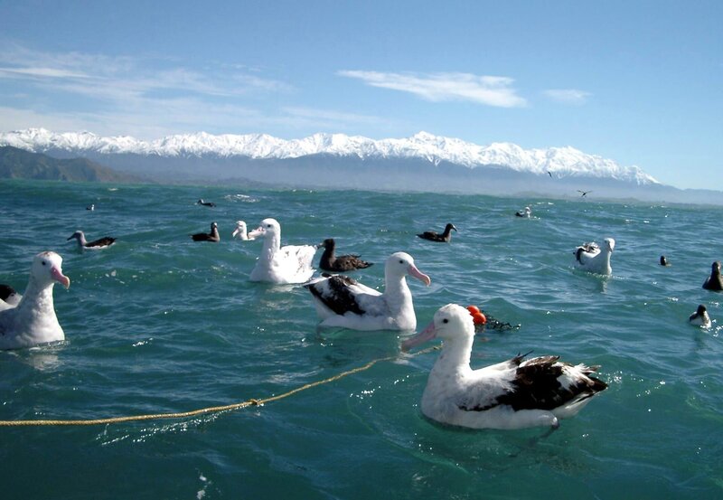 Albatrosse vor der Kulisse der Neuseeländischhen Südalpen. – Bild: NDR/​Robert Hetkämper