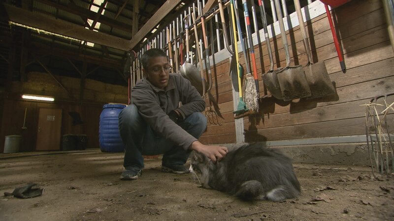 Geneticist Razib Khan, University of California, Davis, with a cat at a farm, which he is studying as part of his research on how changes in genomes indicate that nature uses essentially the same genetic recipe to turn any wild animal into a domestic one. – Bild: Copyright: Discovery Communications, Inc. For Show Promotion Only