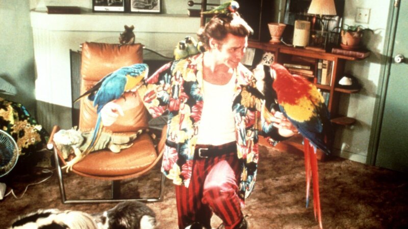 Ace Ventura (Jim Carrey) ist der beste Haustierdetektiv, den man finden kann – und der einzige noch dazu. – Bild: Jon Baronn Farmer Ace Ventura (Jim Carrey) ist der beste Haustierdetektiv, den man finden kann – und der einzige noch dazu. – Bild: Jon Baronn Farmer