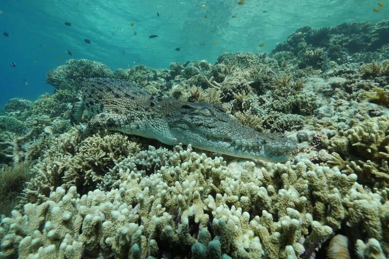 Das Salzwasserkrokodil ist das größte heute lebende Krokodil der Welt. Es kann auf das offene Meer hinausschwimmen und 16 Kilometer am Tag zurücklegen. Pausen legt es unter Wasser ein und fährt seinen Kreislauf soweit herunter, dass selbst das Herz kaum noch schlägt. – Bild: ZDF/​NHNZ, Dave Abbott