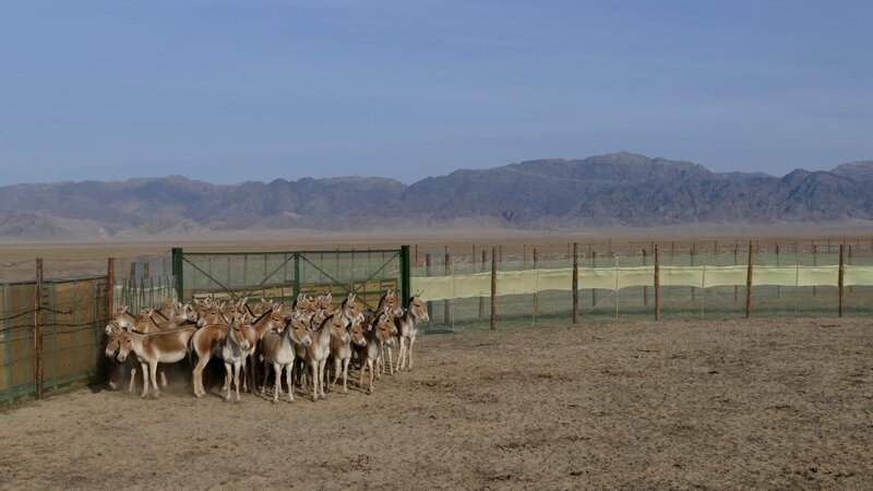 30 Kulane aus dem Altan Emel Nationalpark sollen in die kasachische Torgai-Steppe umgesiedelt werden, um dort eine neue Population aufzubauen. – Bild: BR/​Medienkontor/​Markus Schmidbauer