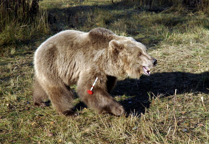Der von einem Betäubungsgewehr getroffene Braunbär bewegt sich wütend brüllend über die Waldlichtung. – Bild: BR/​ARD/​Christa Köfer