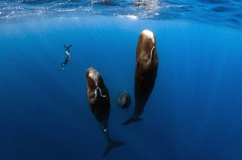Pottwale schlafen senkrecht im Wasser. – Bild: Ambregris/​Cecile Gabillon/​Terra Mater Studios