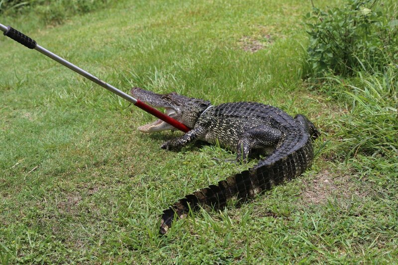 CO Pope securely handling an alligator pulling it from the water. – Bild: Discovery Communications