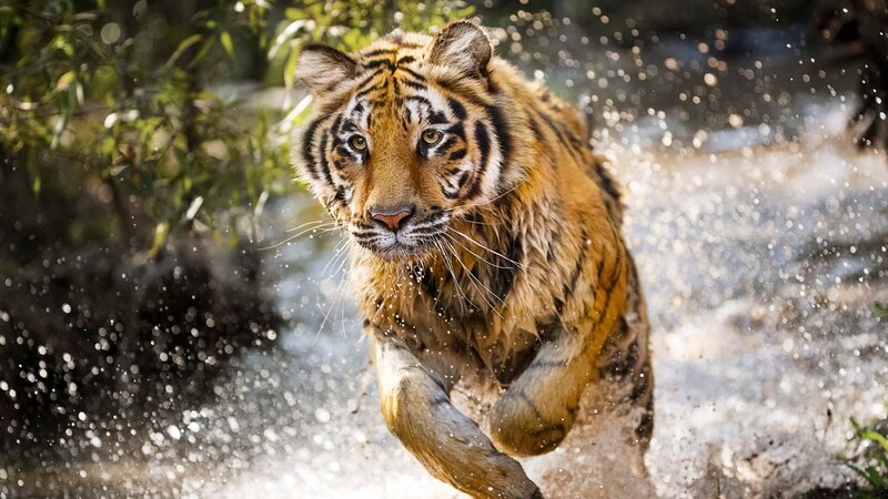 Ein Tiger springt aus einem Bach. – Bild: Corporate Photography /​ Photobank 35066_DB_1732_RT.jpg /​ Discovery Communications