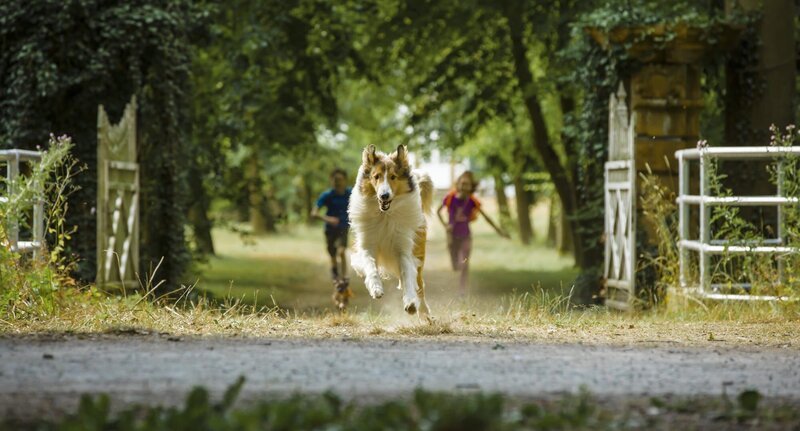 Lassie – Bild: LCH Film UG / Südstern Film GmbH / Traumfabrik Babelsberg GmbH / Warner Bros. Entertainment GmbH / Tom Trambow Lassie – Bild: LCH Film UG / Südstern Film GmbH / Traumfabrik Babelsberg GmbH / Warner Bros. Entertainment GmbH / Tom Trambow
