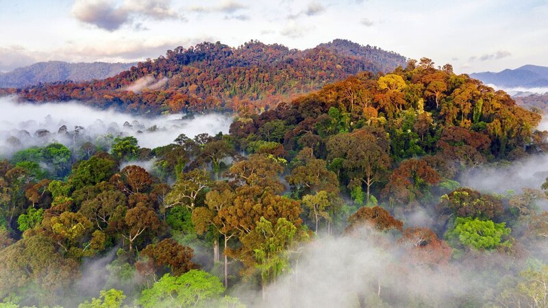 Im Regenwald des Danum Valley auf Borneo gedeihen unter anderem die groﬂen Fl¸gelfruchtb‰ume. – Bild: ZDF und Paul Williams.