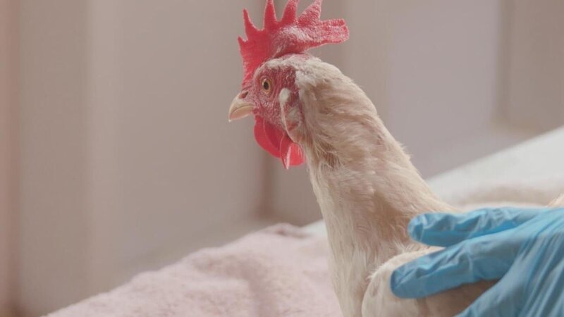 A hen rescue from Woodstock Animal Sanctuary. – Bild: Animal Planet /​ Discovery Communications, LLC