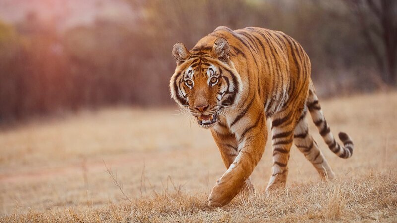 Ein Tiger läuft. – Bild: Corporate Photography /​ Photobank 35066_DB_2697_RT.jpg /​ Discovery Communications