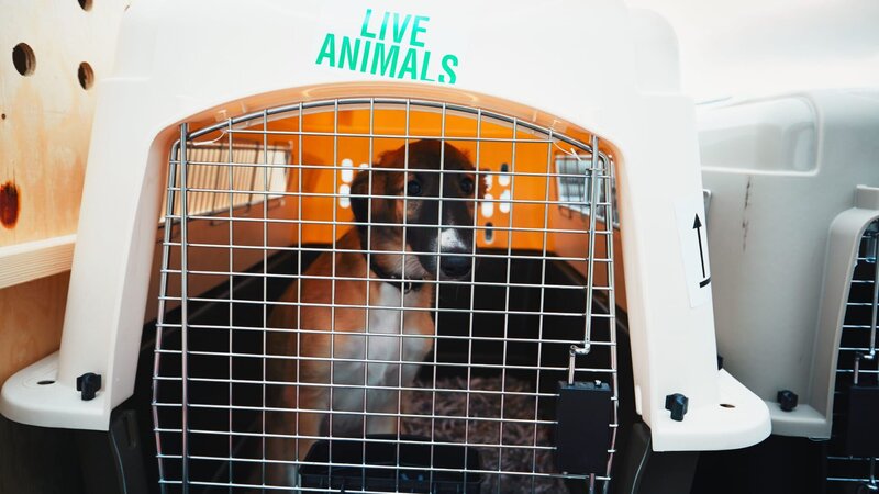 Dog traveling by airplane. – Bild: Getty Images /​ iStockphoto /​ Chalabala