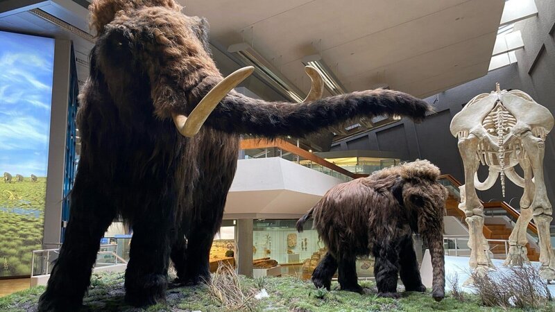 Die letzten Mammuts starben vor rund 4000 Jahren. Nun versuchen Forscherinnen und Forscher, die Eiszeitriesen wieder zum Leben zu erwecken. – Bild: ZDF Die letzten Mammuts starben vor rund 4000 Jahren. Nun versuchen Forscherinnen und Forscher, die Eiszeitriesen wieder zum Leben zu erwecken. – Bild: ZDF