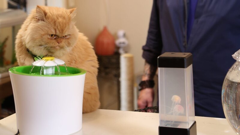Jackson watching Mr. Weasley drinking water. – Bild: Animal Planet /​ Photobank filename: 35325_ep808_ /​ Discovery Communications
